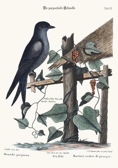 The Purple Martin by Mark Catesby